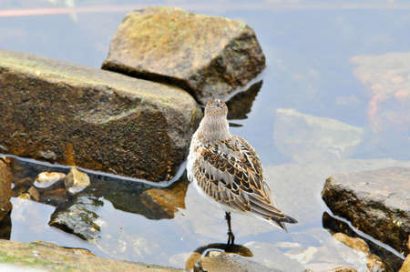 The western sandpiper (Calidris mauri) is a small shorebird.