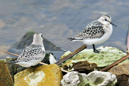 Migratory birds rest on the bank of the Volga River. The sanderling (Calidris alba) is a small...