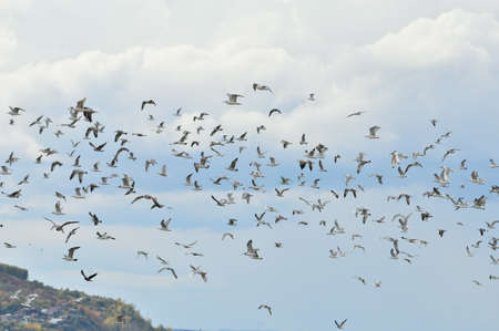 Flight of a flock of gulls over the bank of the Volga River.の写真素材