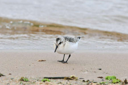 A little bird walks in search of food along the banks of the Volga River. The sanderling (Calidris...