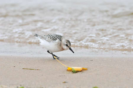 A little bird walks in search of food along the banks of the Volga River. The sanderling (Calidris...
