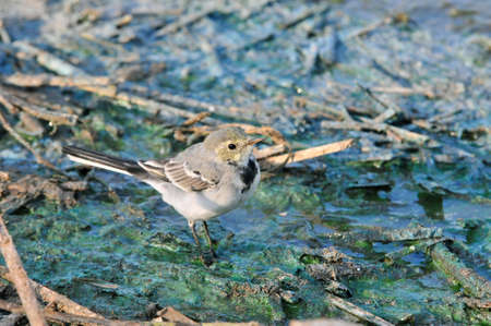 White wagtail, young bird. The wagtails form the passerine bird genus Motacill