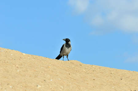 Hooded crow stands on the sandy bank of the spit of the Volga River.の写真素材
