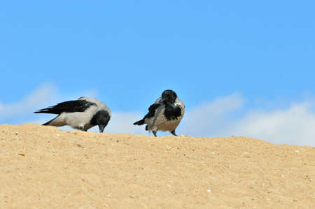 Hooded crows stand on the sandy bank of the spit of the Volga River.の写真素材