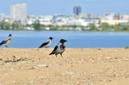 A young gray raven stands on the sandy shore of the spit of the Volga River.の写真素材