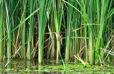 Reeds and bird warbler. The Eurasian reed warbler, or just reed warbler (Acrocephalus scirpaceus). Scirpus is a genus of aquatic, grass-like species in the family Cyperaceae.の写真素材