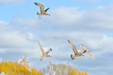 Flight of a flock of young gulls over the bank of the Volga River.