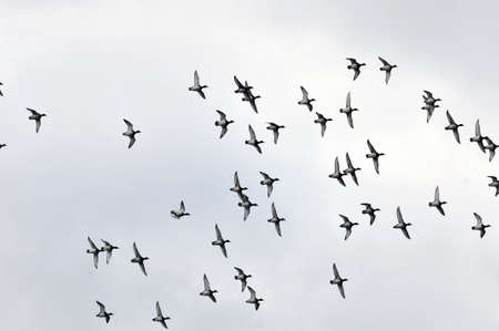A flock of ducks flying in the autumn sky. The common goldeneye (Bucephala clangula) is duck of the genus Bucephala, the goldeneyes.の写真素材