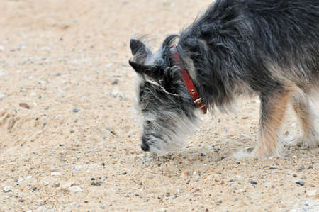 The dog sniffs at the smell left on the surface of sand.