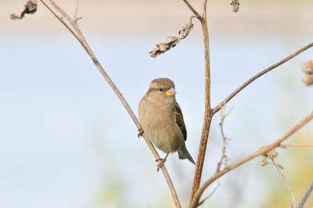 Sparrow sitting on a dry branch of a large burdock, female. The house sparrow (Passer domesticus) is a bird of the sparrow family Passeridae.の写真素材