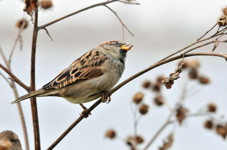 Sparrow sitting on a dry branch of a large burdock, male. The house sparrow (Passer domesticus) is a...