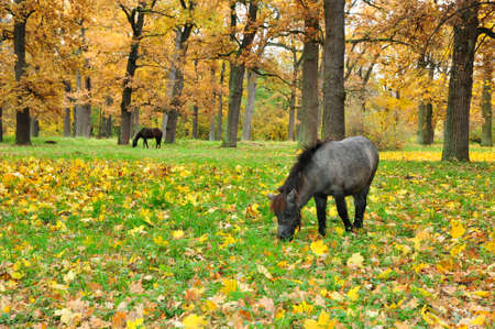 Autumn oak forest, grazing pony and horse. Arboretum "Alexandria". Ukraineの写真素材