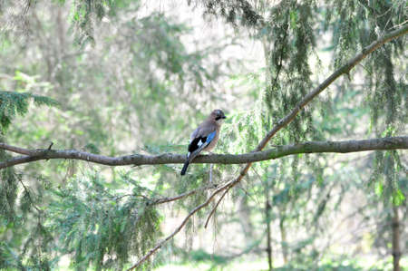 Eurasian jay. Jay bird sits on the branches of a coniferous tree.の写真素材