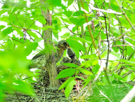 A bird feeds the chicks in the nest. The fieldfare (Turdus pilaris) is a member of the thrush family Turdidae.の写真素材