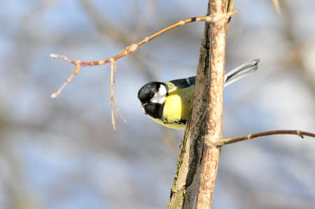 The great tit. Bird during a cold winter.の写真素材