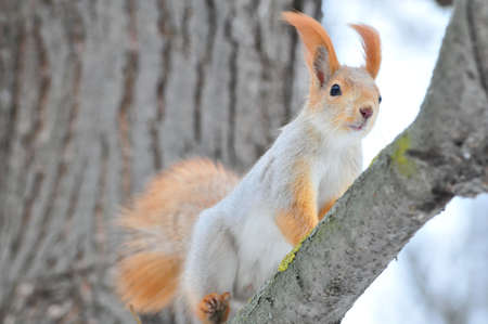 Squirrel in winter. Eurasian red squirrel.