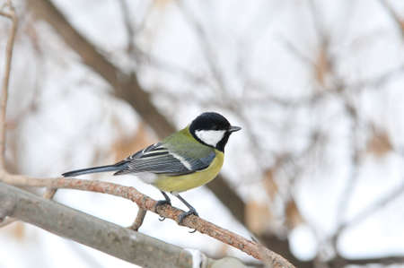 The great tit. Bird during a cold winter.