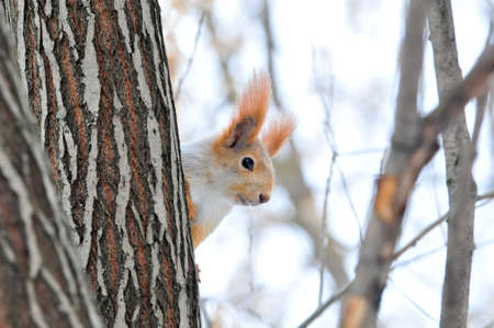 Squirrel in winter. Eurasian red squirrel.の写真素材