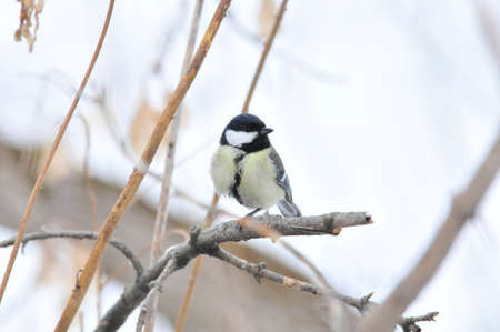 The great tit. Bird during a cold winter.の写真素材