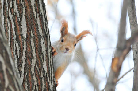 Squirrel in winter. Eurasian red squirrel.の写真素材