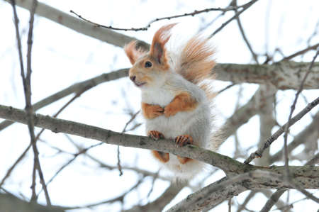 Squirrel in winter. Eurasian red squirrel.の写真素材