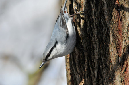 The Eurasian nuthatch or wood nuthatch is a small passerine bird.の写真素材