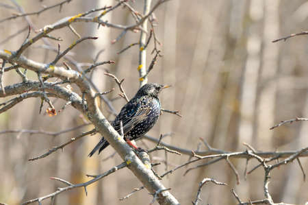 An ordinary starling bird stands on a branch.