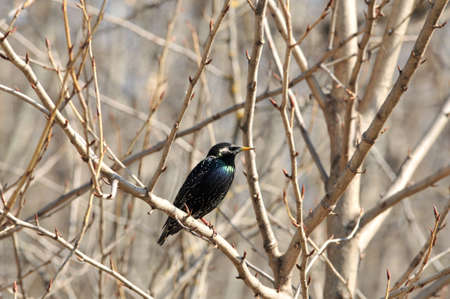An ordinary starling bird stands on a branch.の写真素材