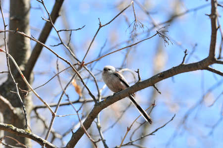The long-tailed tit sits on a branch.の写真素材