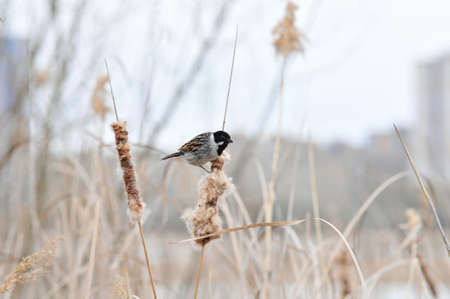 Common reed bunting, male. The bird plucks out the reed mace seeds.の写真素材