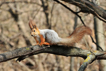 The squirrel is sitting on a branch. Eurasian red squirrel.