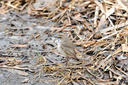 Bluethroat, bird, male. The Bluethroat is a bird of the family of thrush detachment of passerine.の写真素材