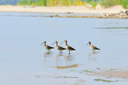 The black-tailed godwit (Limosa limosa) is a large, long-legged, it is a member of the godwit genus, Limosa.の写真素材