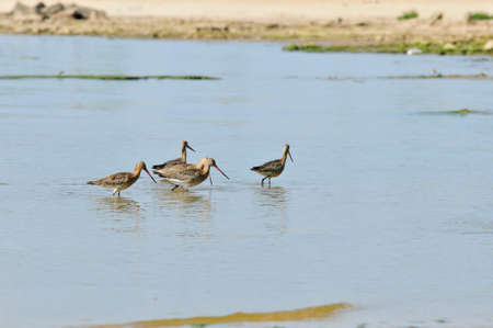 The black-tailed godwit (Limosa limosa) is a large, long-legged, it is a member of the godwit genus, Limosa.の写真素材