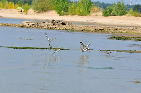 The black-tailed godwit (Limosa limosa) is a large, long-legged, it is a member of the godwit genus, Limosa.の写真素材