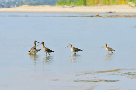 The black-tailed godwit (Limosa limosa) is a large, long-legged, it is a member of the godwit genus, Limosa.の写真素材