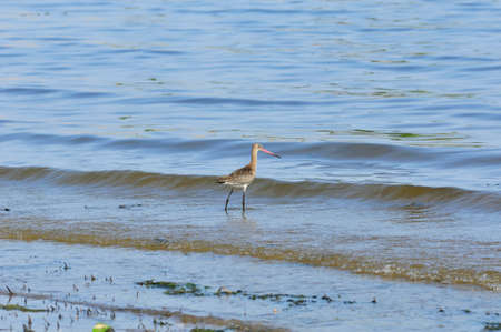 The black-tailed godwit (Limosa limosa) is a large, long-legged, it is a member of the godwit genus, Limosa.の写真素材