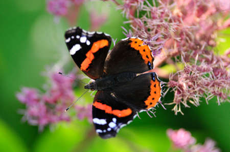 Vanessa atalanta, the red admiral or previously, the red admirable, day butterfly from the family of nymphalidae (Nymphalidae).の写真素材