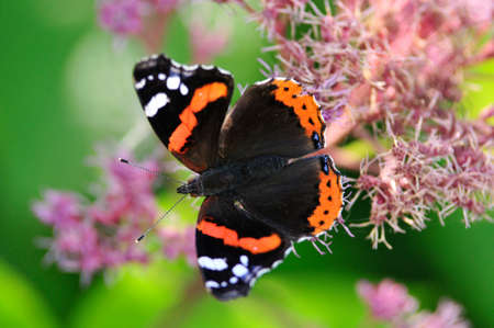 Vanessa atalanta, the red admiral or previously, the red admirable, day butterfly from the family of nymphalidae (Nymphalidae).の写真素材