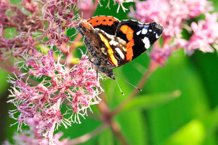 Vanessa atalanta, the red admiral or previously, the red admirable, day butterfly from the family of nymphalidae (Nymphalidae).の写真素材