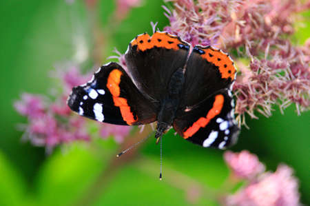 Vanessa atalanta, the red admiral or previously, the red admirable, day butterfly from the family of nymphalidae (Nymphalidae).の写真素材