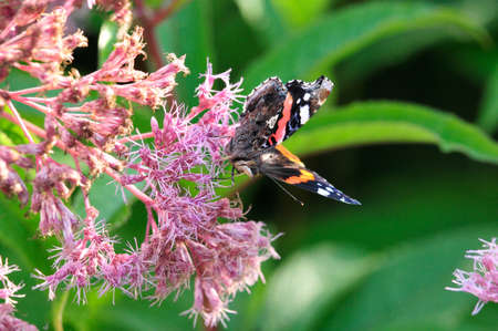 Vanessa atalanta, the red admiral or previously, the red admirable, day butterfly from the family of nymphalidae (Nymphalidae).の写真素材