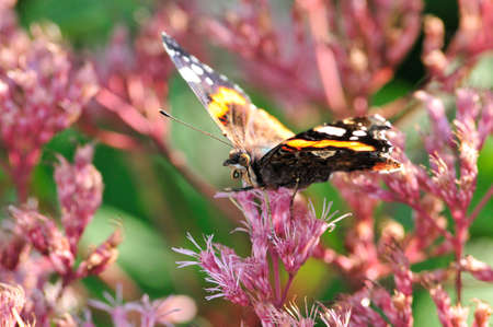 Vanessa atalanta, the red admiral or previously, the red admirable, day butterfly from the family of nymphalidae (Nymphalidae).の写真素材