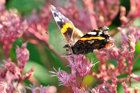 Vanessa atalanta, the red admiral or previously, the red admirable, day butterfly from the family of nymphalidae (Nymphalidae).の写真素材