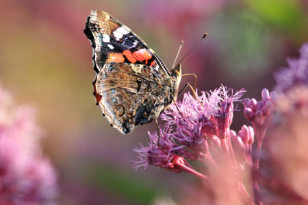 Vanessa atalanta, the red admiral or previously, the red admirable, day butterfly from the family of nymphalidae (Nymphalidae).の写真素材