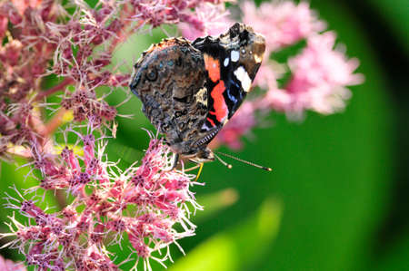 Vanessa atalanta, the red admiral or previously, the red admirable, day butterfly from the family of nymphalidae (Nymphalidae).の写真素材