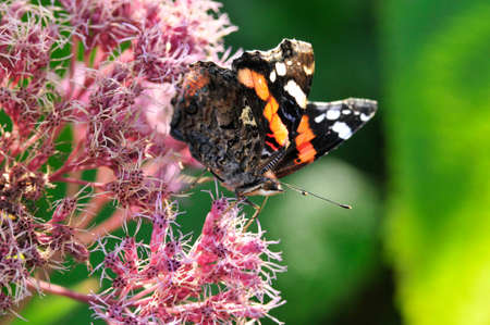 Vanessa atalanta, the red admiral or previously, the red admirable, day butterfly from the family of nymphalidae (Nymphalidae).の写真素材
