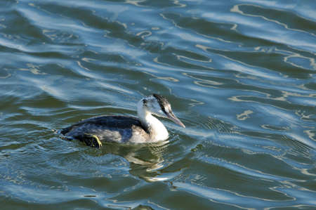 The great crested grebe is a member of the grebe family of water birds.の写真素材