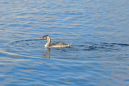 The great crested grebe is a member of the grebe family of water birds.の写真素材
