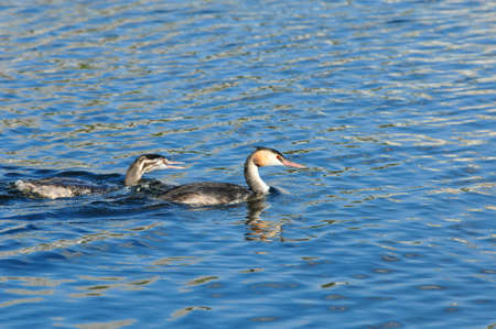 The great crested grebe is a member of the grebe family of water birds. An adult bird with a grown chick.の写真素材